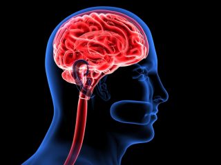 ciekawostki o mózgu