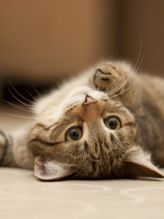 Dlaczego koty mruczą?