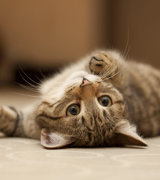 Dlaczego koty mruczą?