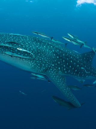 Największa ryba na świecie